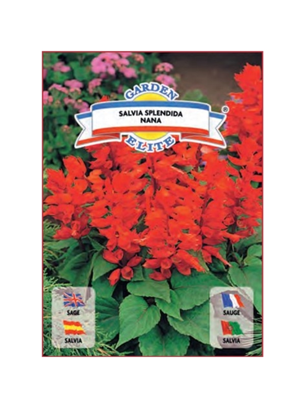 SALVIA RASTEIRA (1658) - 00100346