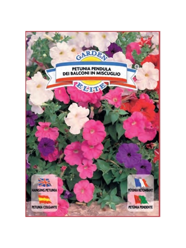 PETUNIA PENDULA (1697) - 00100367